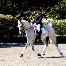 Anden særlig race Kashmir B - pony - solgt