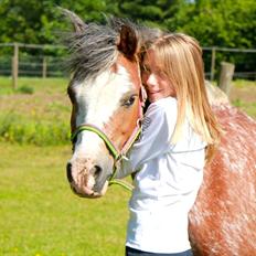 Welsh Pony (sec B) Teggi (SOLGT)