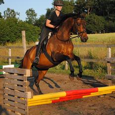 Dansk Varmblod Gamborg´s Duchess