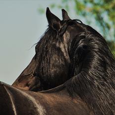 Welsh Cob (sec D) Dynamite Survivor(Buster)
