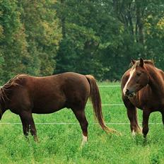 DSP Rolighedens Picasso 