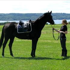 Trakehner Medina