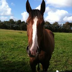 Dansk Varmblod Donna May Z