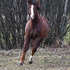 Dansk Varmblod Donna May Z