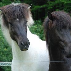 Islænder Bláus fra Belkanto *Solgt*