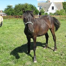 Anden særlig race Walentin