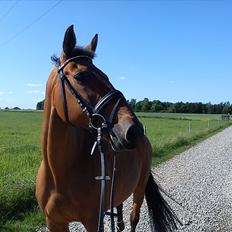 Dansk Varmblod Qvinni