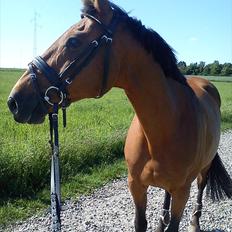 Dansk Varmblod Qvinni