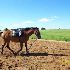 Dansk Varmblod Qvinni