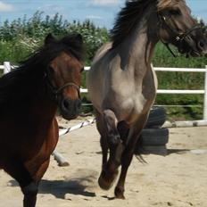 Anden særlig race Friser/fjord hoppen Mysla