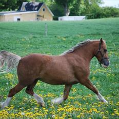 Welsh Cob (sec D) HolmLunds Royal Princess