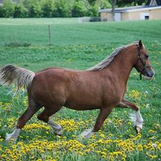 Welsh Cob (sec D) HolmLunds Royal Princess