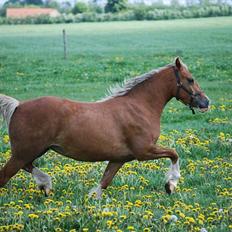Welsh Cob (sec D) HolmLunds Royal Princess