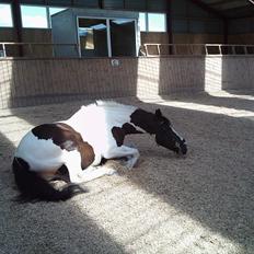 Anden særlig race laban/panda