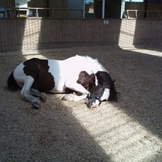 Anden særlig race laban/panda