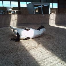 Anden særlig race laban/panda