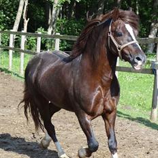 Welsh Pony af Cob-type (sec C) Felinmor Grand Slam SOLGT