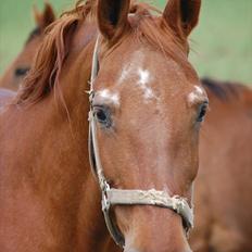 Frederiksborg Pearl FR 8099 •RIP•