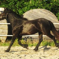 Anden særlig race  *bellami*