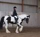 Irish Cob cronos regius (R.I.P)