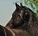 Welsh Cob (sec D) Dynamite Survivor(Buster)
