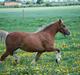 Welsh Cob (sec D) HolmLunds Royal Princess