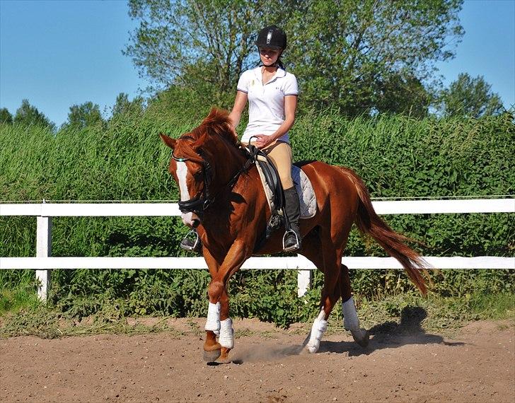 Dansk Varmblod Mae Blossom  billede 9