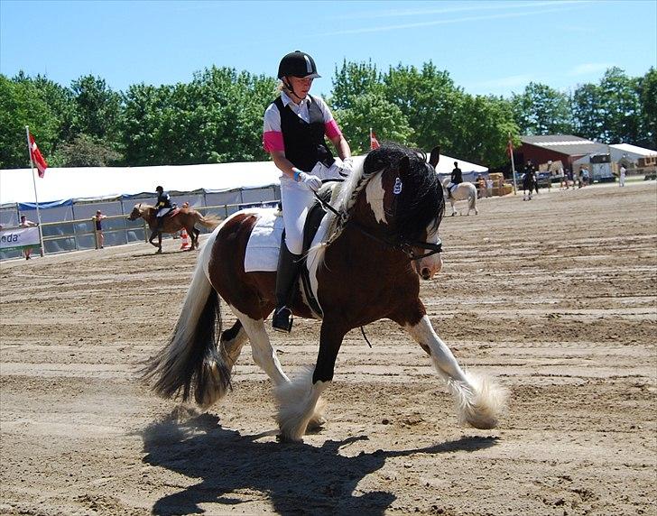 Tinker SATIN'S ROYAL CON QUEST - roskilde dyrskue 2011. her ses vi i flyvende schenkenvigninger.. billede 4