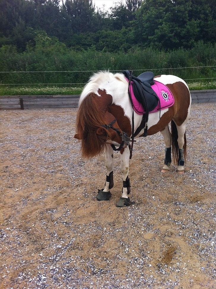 Pinto Cherié - det klør d; billede 4