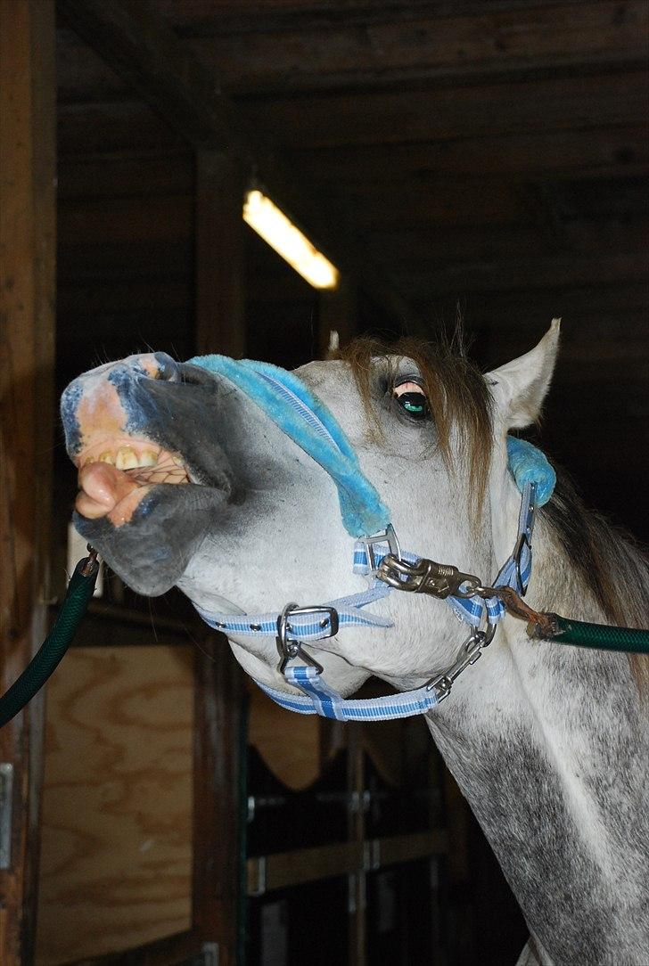 Arabisk fuldblod (OX) Dalicio OX - Fjolle hest ;)
c Mie raun billede 9