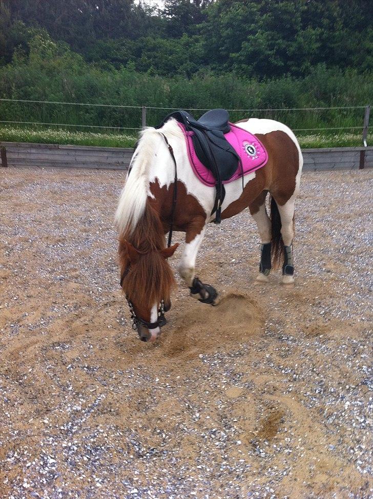 Pinto Cherié - Kom nu, vi skal videre xD billede 5