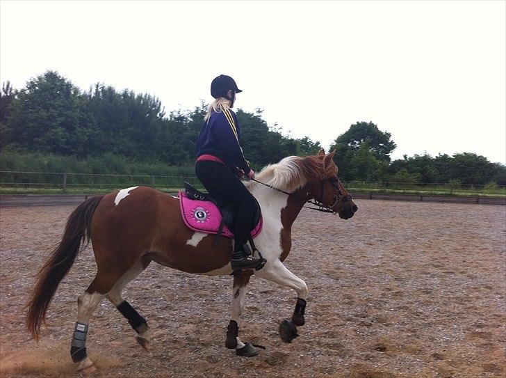 Pinto Cherié - Sikke da en pony gang :-D<3 billede 6