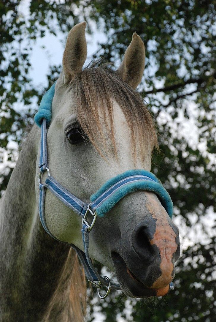Arabisk fuldblod (OX) Dalicio OX - lækre basse mand
c Mie raun billede 1