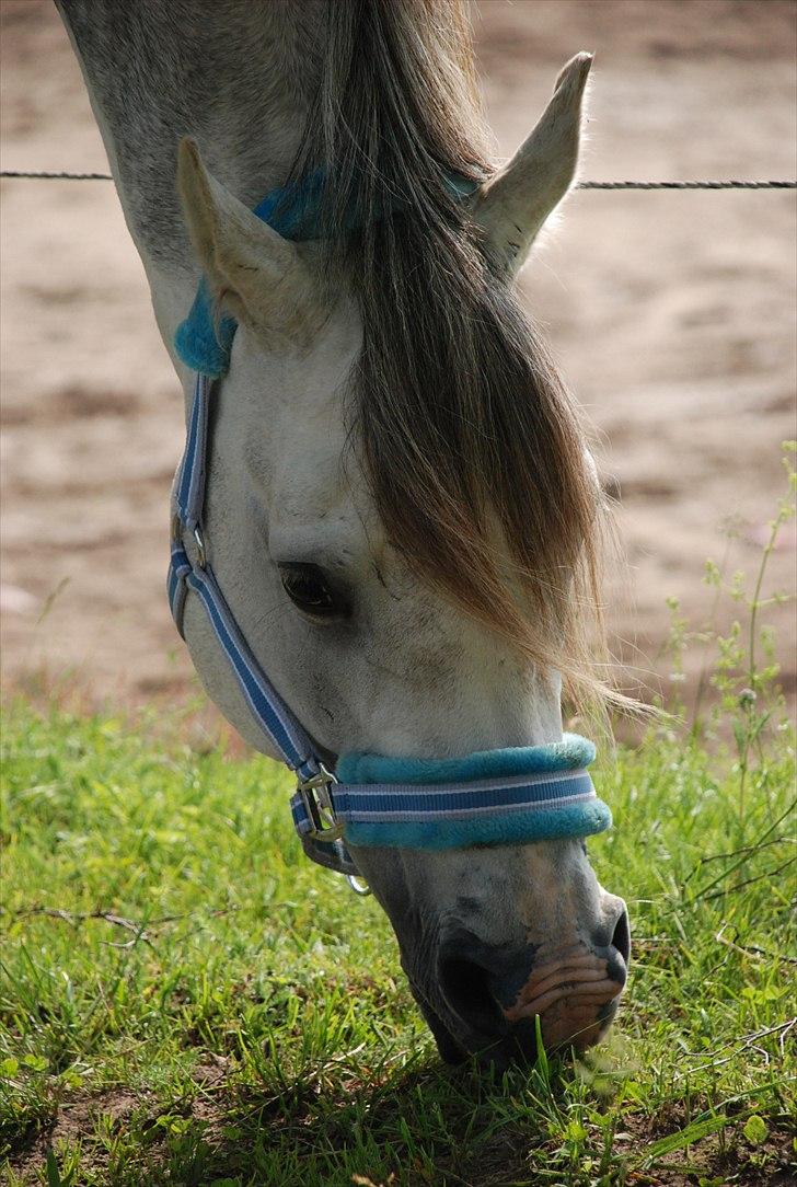 Arabisk fuldblod (OX) Dalicio OX - c Mie raun billede 10