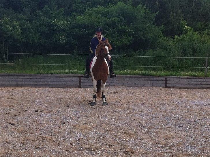 Pinto Cherié - haha xD billede 8