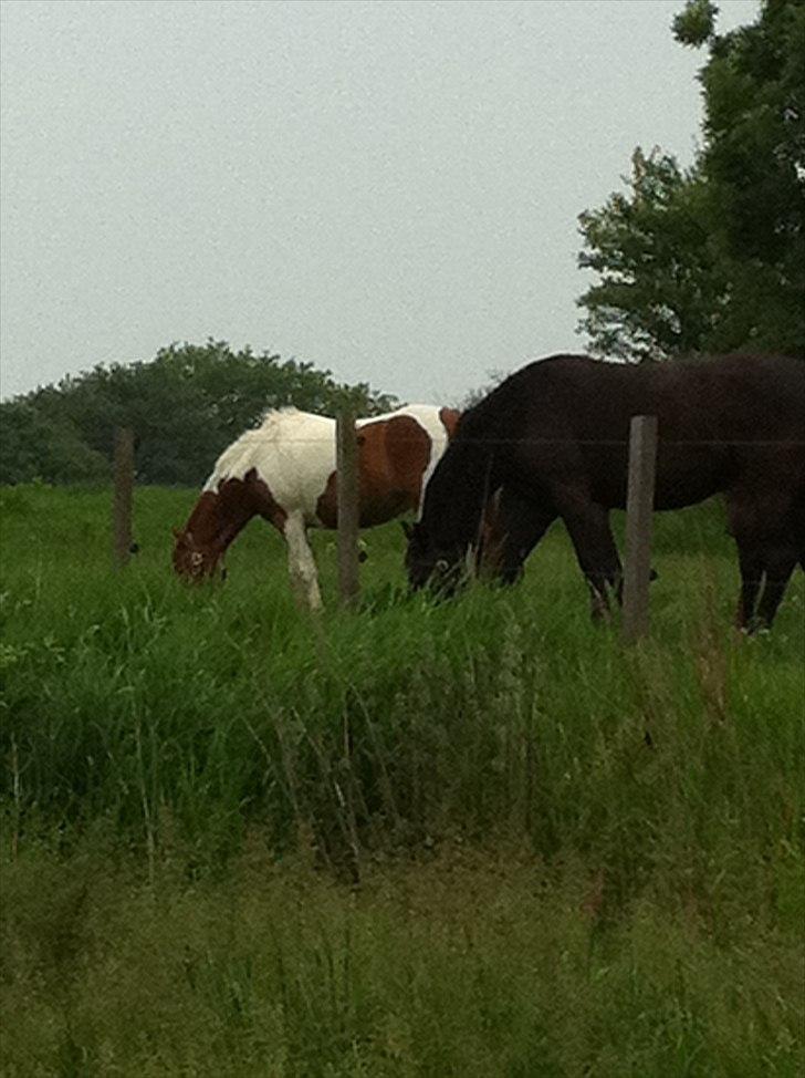 Pinto Cherié - Mad <3 billede 9