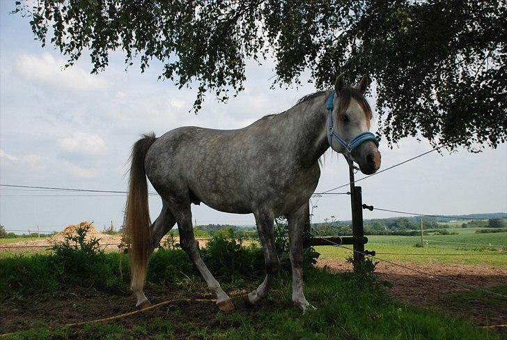 Arabisk fuldblod (OX) Dalicio OX - c Mie raun billede 17