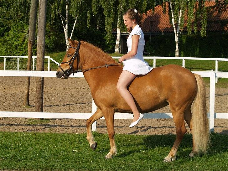 Islænder Gletta fra Stenbjerg.  - Gletta til min konfirmation Foto: Verner Madsen billede 3