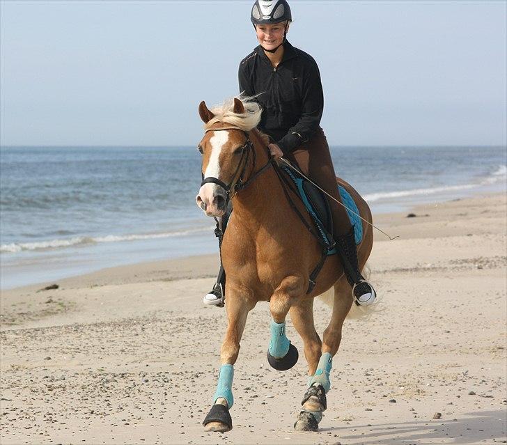 New Forest Holmens Facos <3 Solgt billede 1