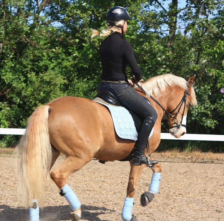 New Forest Holmens Facos <3 Solgt - piaffe<3
 billede 8