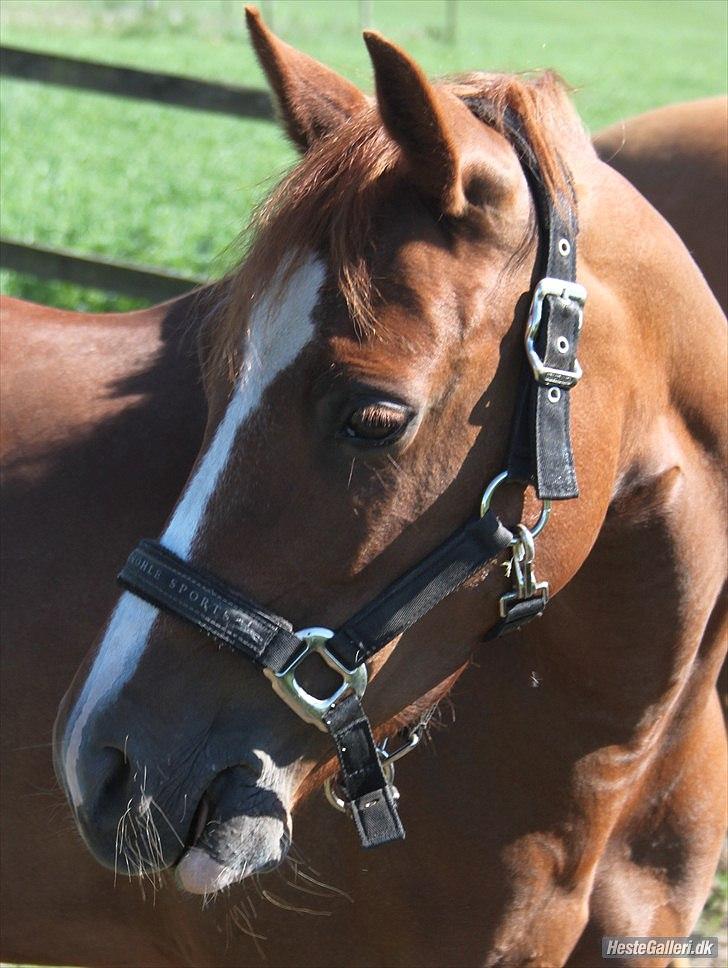 Welsh Pony (sec B) Saffira Stal Bruggewerd billede 1