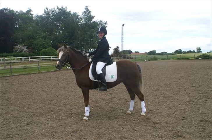 Tysk Sportspony Bella billede 12