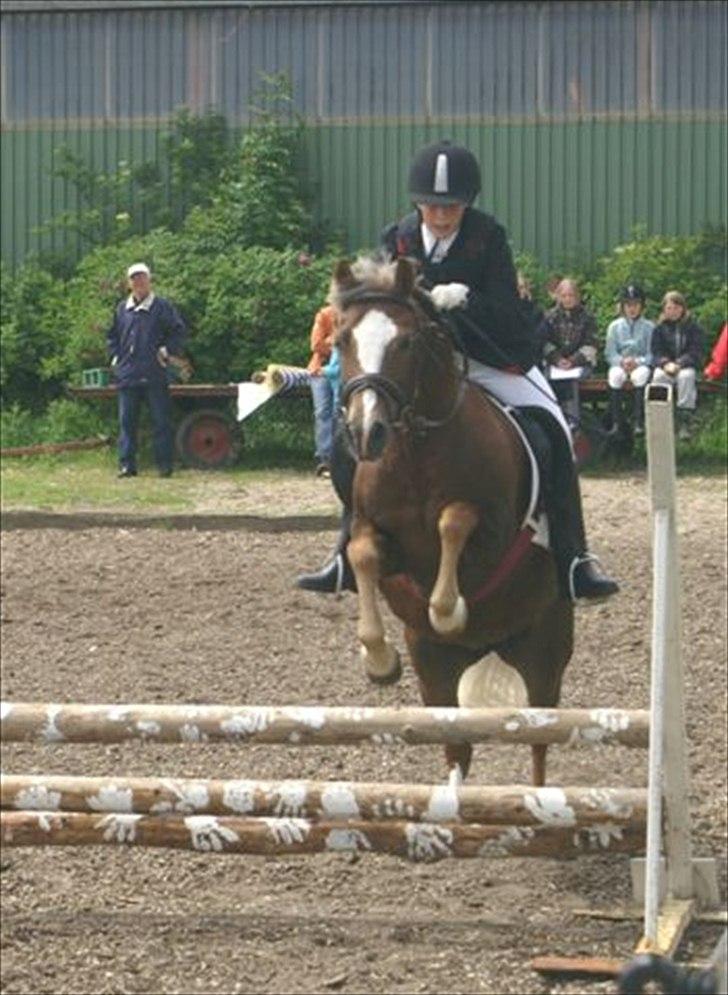 Tysk Sportspony Bella billede 14