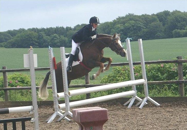 Tysk Sportspony Bella billede 15