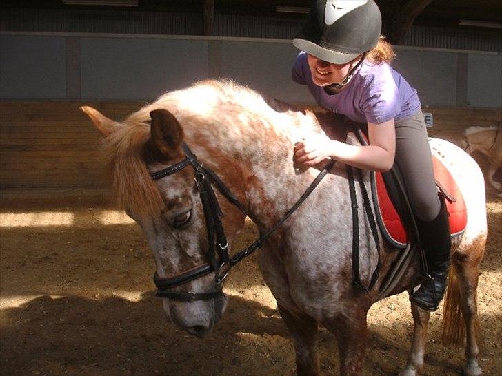 Anden særlig race Jolly Jumper - Dygtig pony :) anden gang jeg rider ham om lørdagen
Fotograf: Marie Louise billede 2