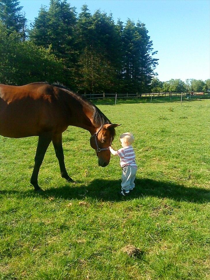 Fuldblod (XX) Owners Equity - Hingst med bedre sind skal man lede verden rundt efter og skønnere søn ;0) billede 1