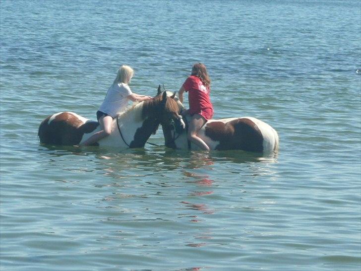 Pinto Cherié - Goddag ' Goddag :-D billede 10