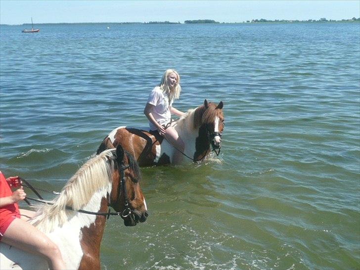 Pinto Cherié - <3 billede 11