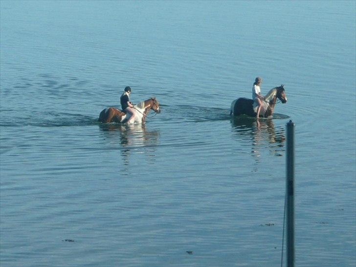 Pinto Cherié - Smukt <3 billede 14