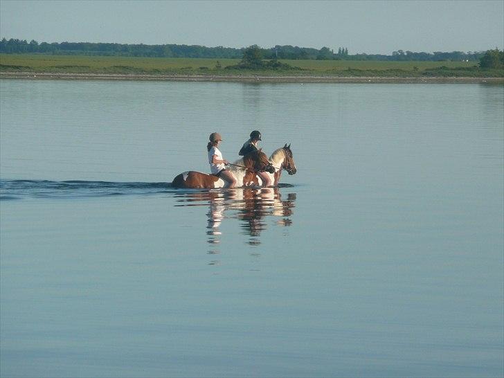 Pinto Cherié - det skal vi snart gøre igen :-D billede 15